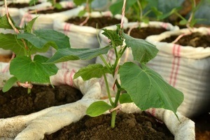 Hogyan növekszik uborka zsákokban mágikus növények