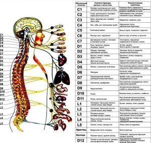 Modul în care problemele coloanei vertebrale afectează organismul