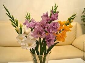 Hogyan lehet bővíteni az élet vágott virágok vázában, vágott virágok tárolására