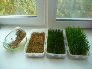 Cum să germineze grâul acasă pentru hrană și pentru găini