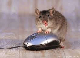 Cum să trăiești - un șoarece gri, și ca nimeni să nu te mânce