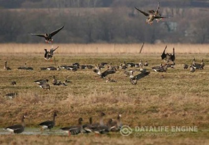 Як розібратися в маркуваннях і правильно підібрати кулі