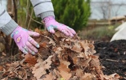 Cum să păstreze răsadurile de căpșuni