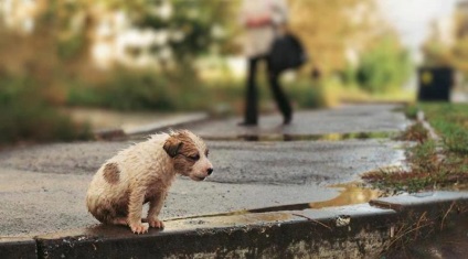 Cum să gestionăm emoțiile și sentimentele - trenăm puterea - Portalul Medical Siberian