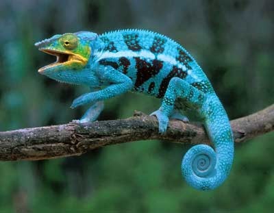 Cum se aranjează chameleonii