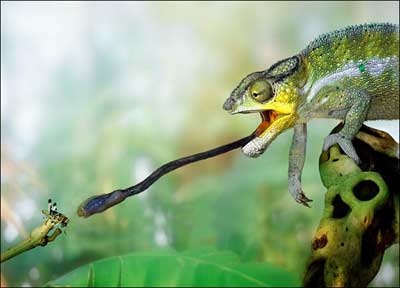 Cum se aranjează chameleonii