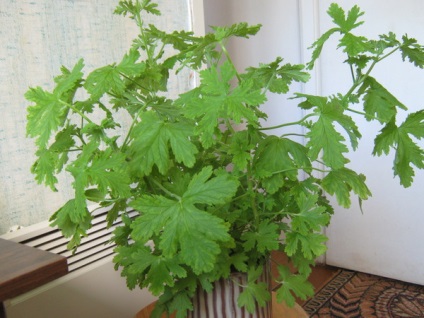 Cum să alegeți Pelargonium (geranium), Pelargonium