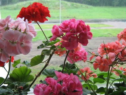 Cum să alegeți Pelargonium (geranium), Pelargonium