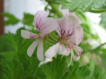 Cum să alegeți Pelargonium (geranium), Pelargonium