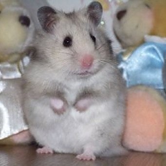 Cum arată un hamster gravid dacă un hamster este însărcinat