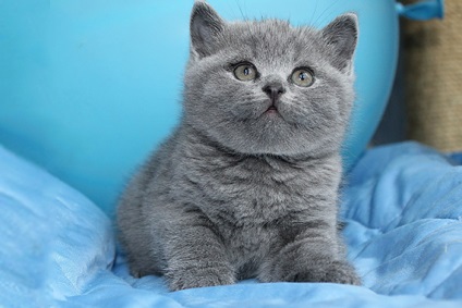 Mit néz ki a brit rövidszőrű macska - a mancs nyertes kennel