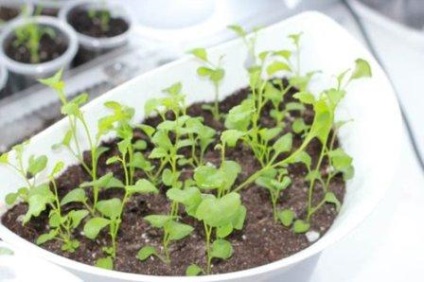 Cum să crești un homar din semințe acasă