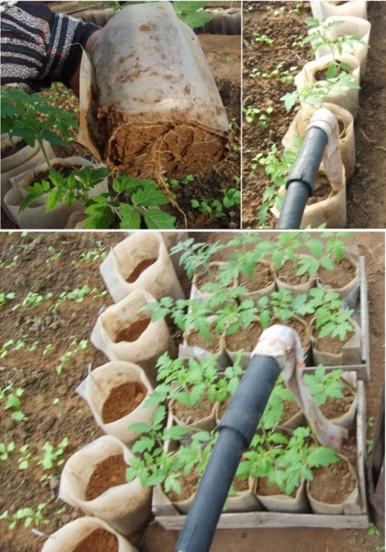 Cum am adaptat tomatele pentru a creste, recoltele si răsadurile, gradina ta este un club de grădinari