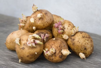 Cartof briza Descrierea soiului, caracteristici, boli și dăunători