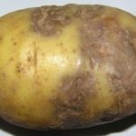 Cartof briza Descrierea soiului, caracteristici, boli și dăunători