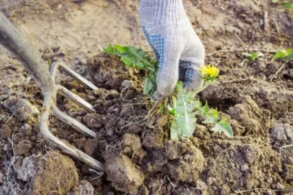 Cartof briza Descrierea soiului, caracteristicile, demnitățile, calendarul și regulile de plantare, recenzii