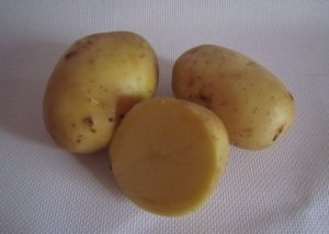 Descrierea detaliată a varietății de briză de cartofi, cultivarea, stocarea și fotografia