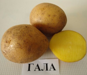 Descrierea cartofului - gala a soiului și cultivarea produselor agricole
