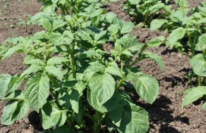 Descrierea cartofului - gala a soiului și cultivarea produselor agricole