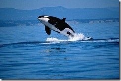 Killer whale sau killer whale cum să scrie corect