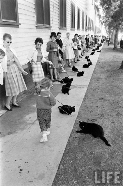 Fekete macskák, macskák és macskák öntése