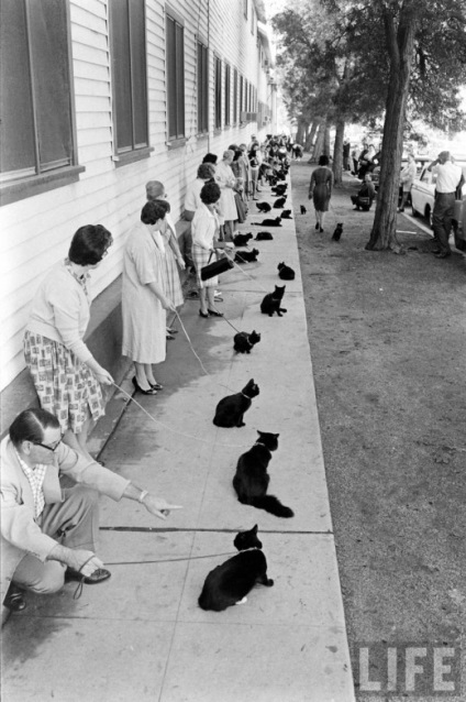 Casting de pisici negre, pisica si pisica