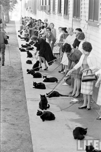 Casting de pisici negre, pisica si pisica
