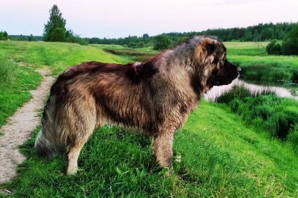 Cainele ciobanesc caucazian, specificatia rasei, conditiile de ingrijire, grija