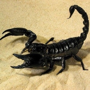De ce oamenii visează un scorpion - ce spune cartea viselor despre situații diferite