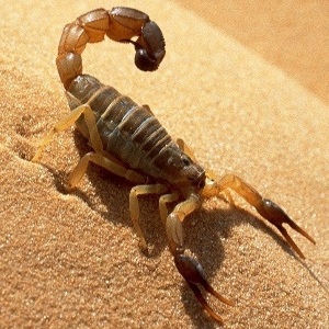 De ce oamenii visează un scorpion - ce spune cartea viselor despre situații diferite