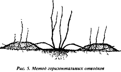 Stocurile rădăcinii clonale (vegetative)