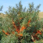 Stocurile rădăcinii clonale (vegetative)