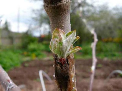 Stocurile rădăcinii clonale (vegetative)