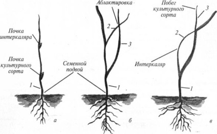 Stocurile rădăcinii clonale (vegetative)