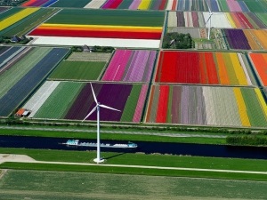 Când lalele înfloresc în Olanda