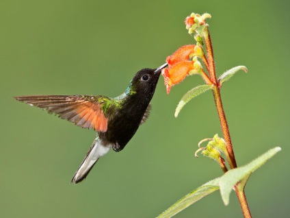 Hummingbirds, leírás, fotó