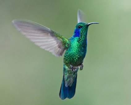Hummingbird, descriere, fotografie