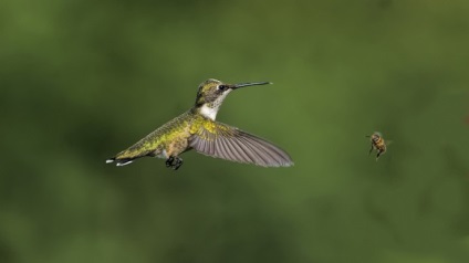 Hummingbird este cea mai mică pasăre din lume