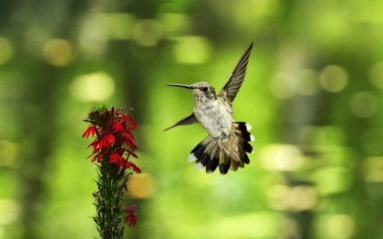 Hummingbird este cea mai mică pasăre din lume