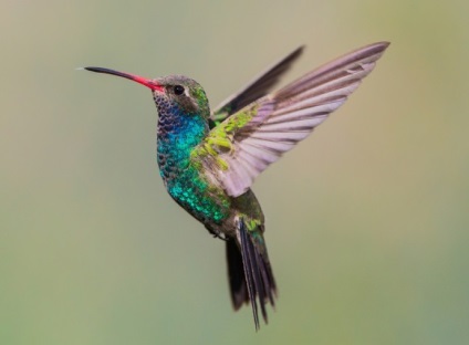 Hummingbird este cea mai mică pasăre din lume
