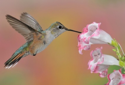 Hummingbird este cea mai mică pasăre din lume