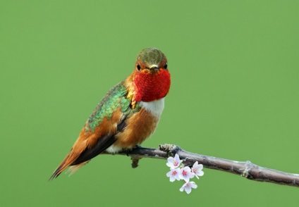 Hummingbird este cea mai mică pasăre din lume