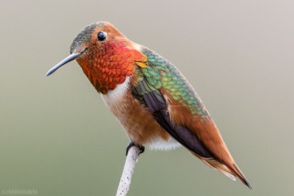 Hummingbird este cea mai mică pasăre din lume