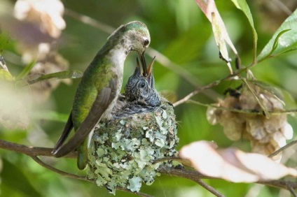 Hummingbird este cea mai mică pasăre din lume