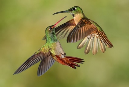 Hummingbird este cea mai mică pasăre din lume