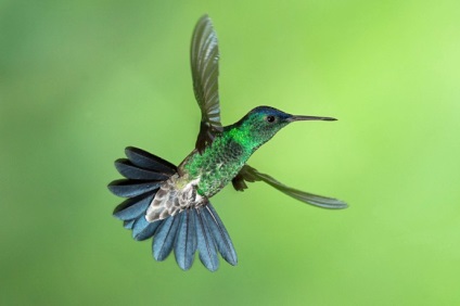 Hummingbird este cea mai mică pasăre din lume