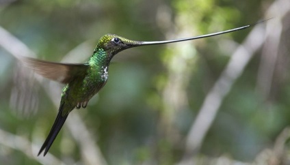 Hummingbird este cea mai mică pasăre din lume