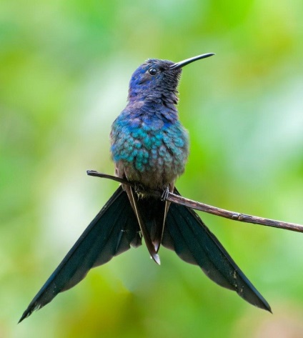 Hummingbird este cea mai mică pasăre din lume