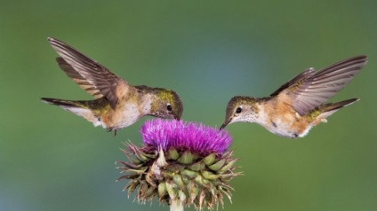 Hummingbird este cea mai mică pasăre din lume