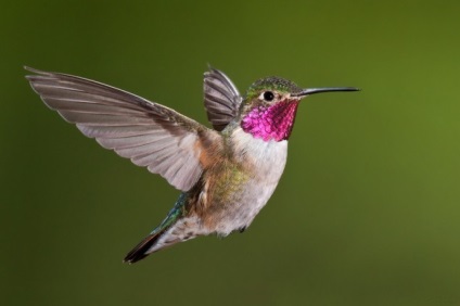 Hummingbird este cea mai mică pasăre din lume